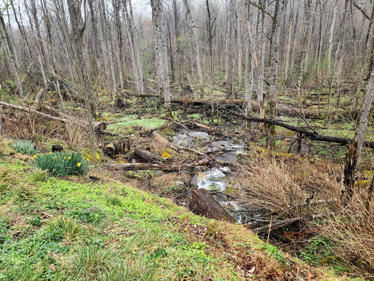Balsam Point Quiet Walkway