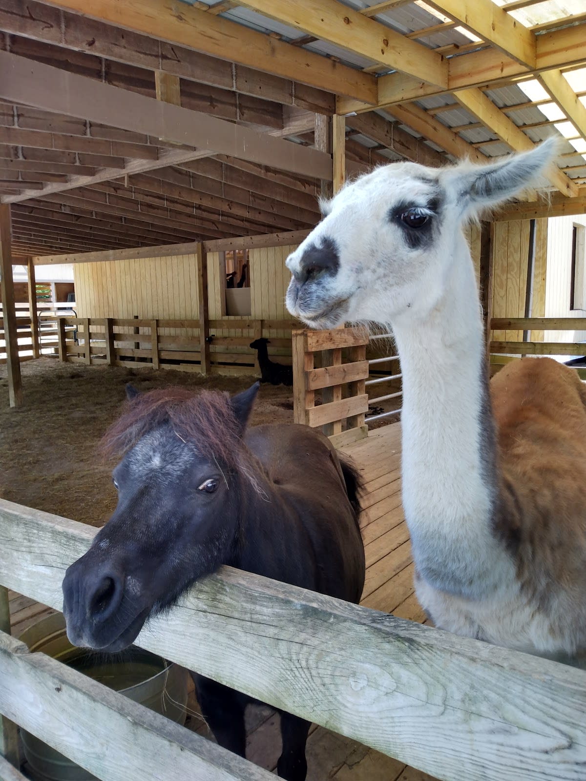 Big Rock Dude Ranch at Ponderosa