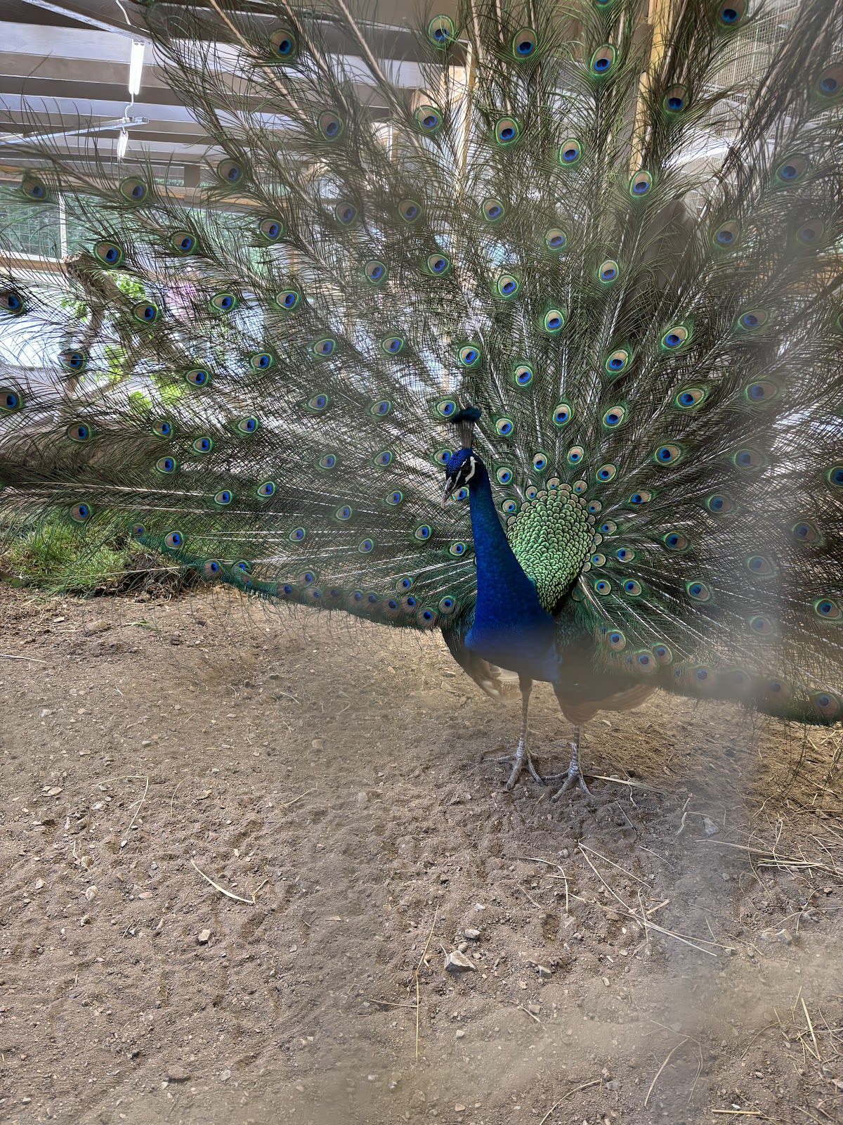 Big Rock Dude Ranch at Ponderosa
