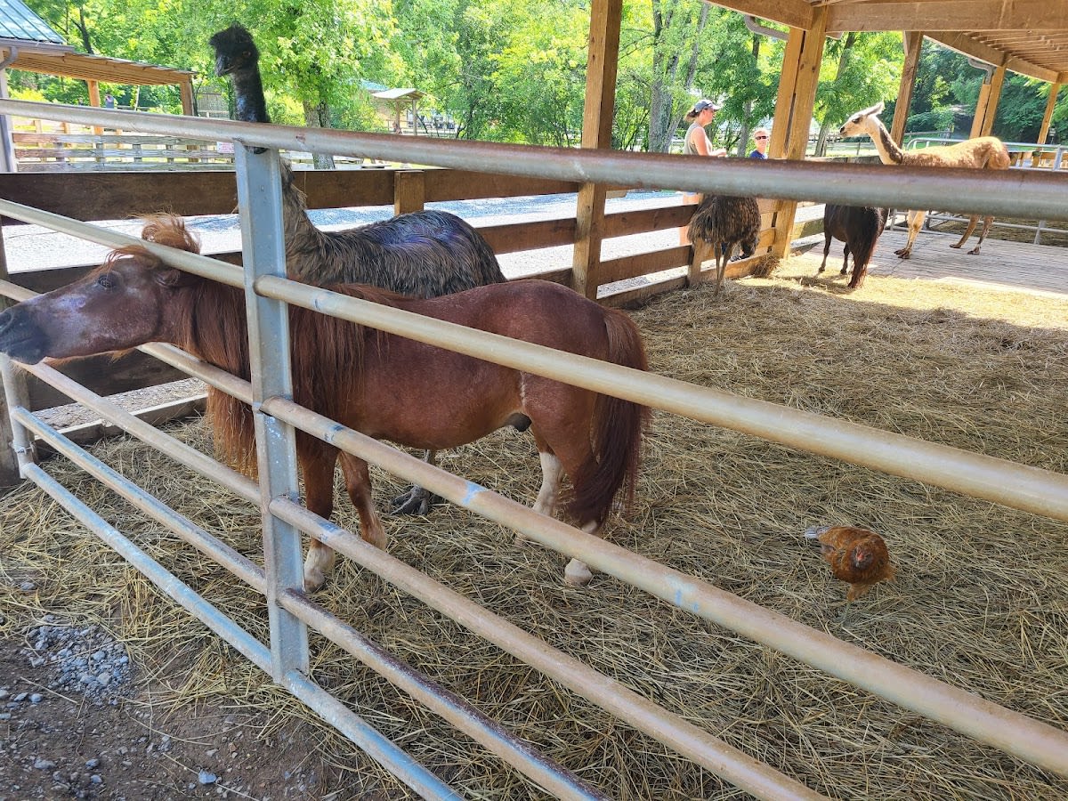 Big Rock Dude Ranch at Ponderosa