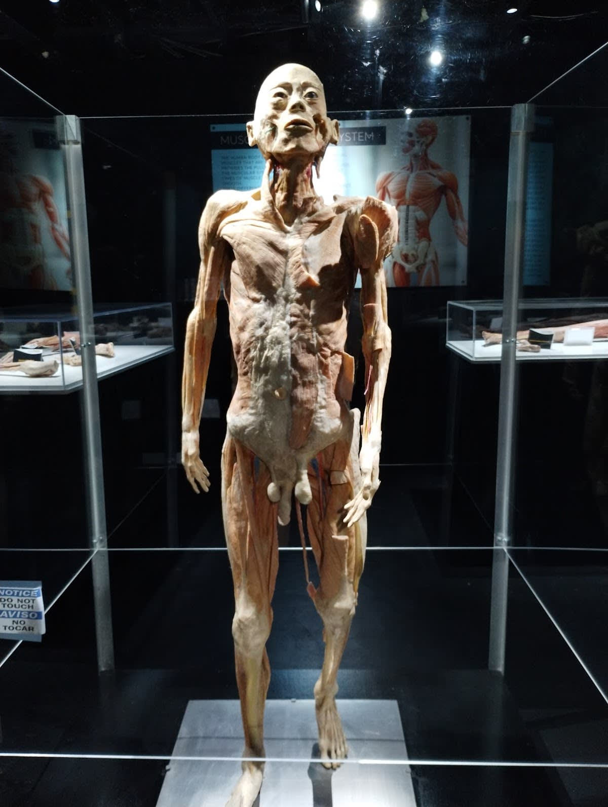 Bodies Human Museum