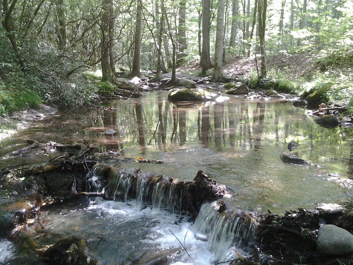 Bradley Fork Trail
