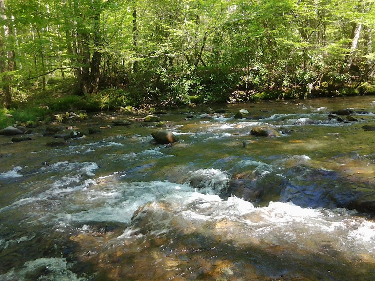 Bradley Fork Trail