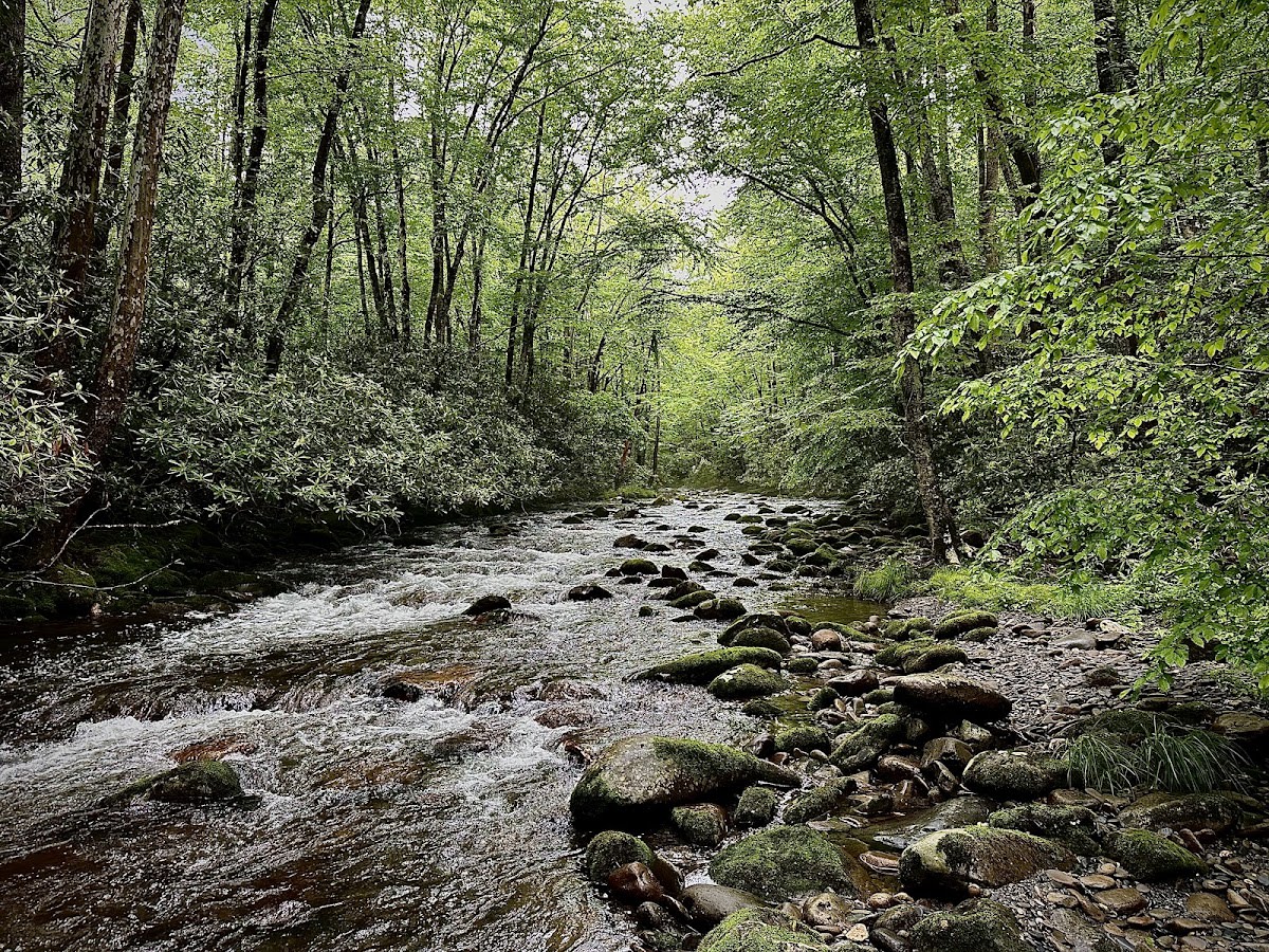 Bradley Fork Trail