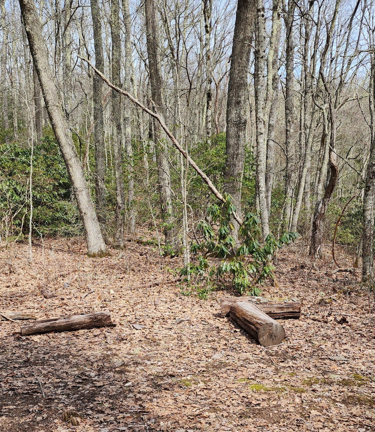 Cataloochee Divide Trail