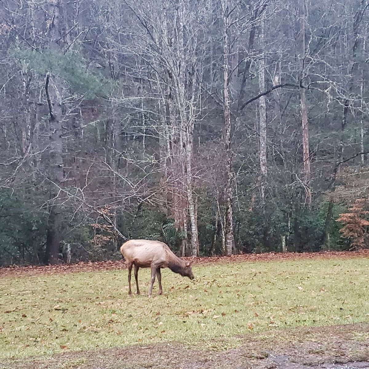 Cataloochee Valley Ghost Town