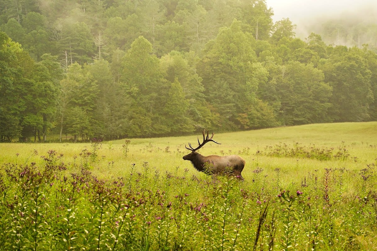 Cataloochee Valley Ghost Town