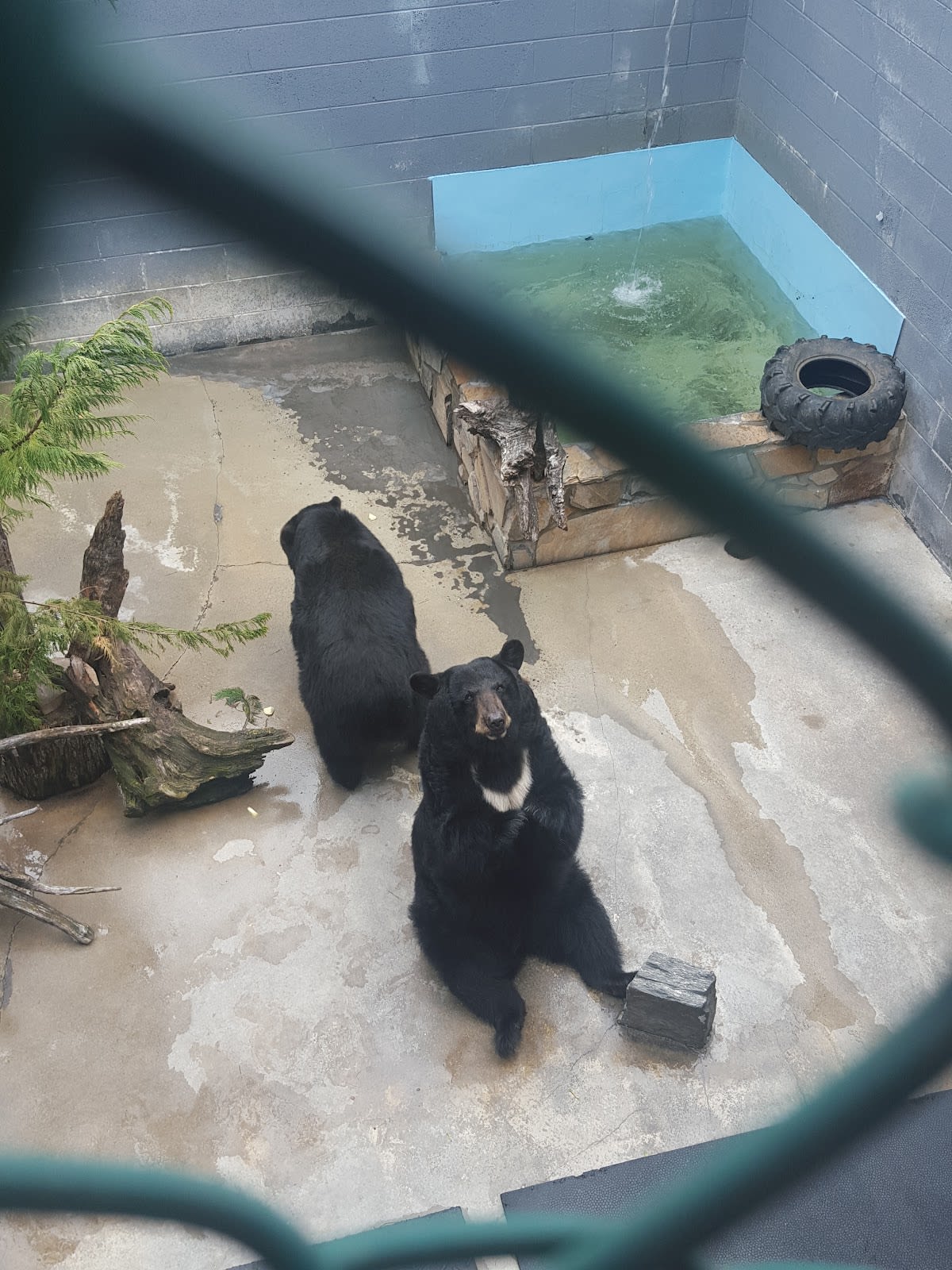 Cherokee Bear Zoo