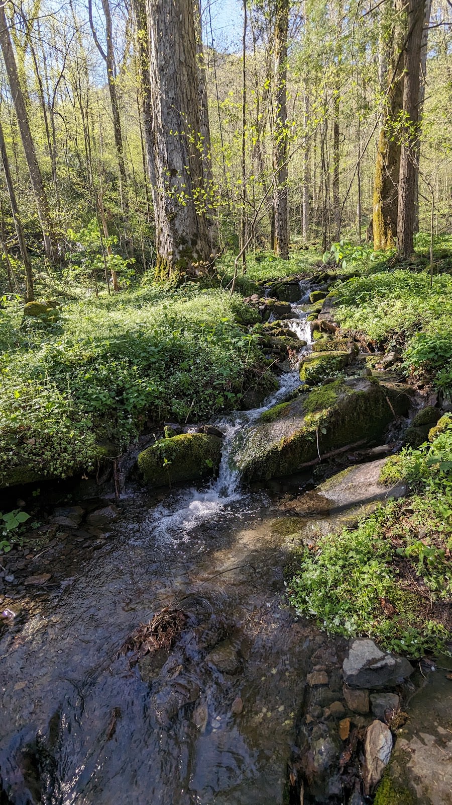 Cove Hardwood Nature Trail