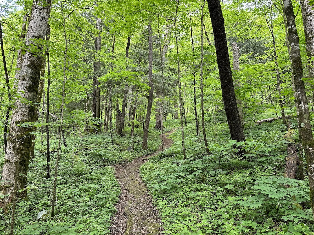 Cove Hardwood Nature Trail
