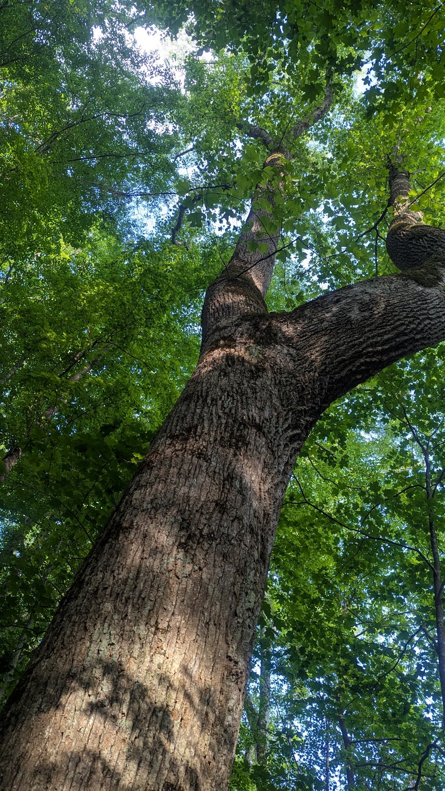 Cucumber Gap Loop Trail