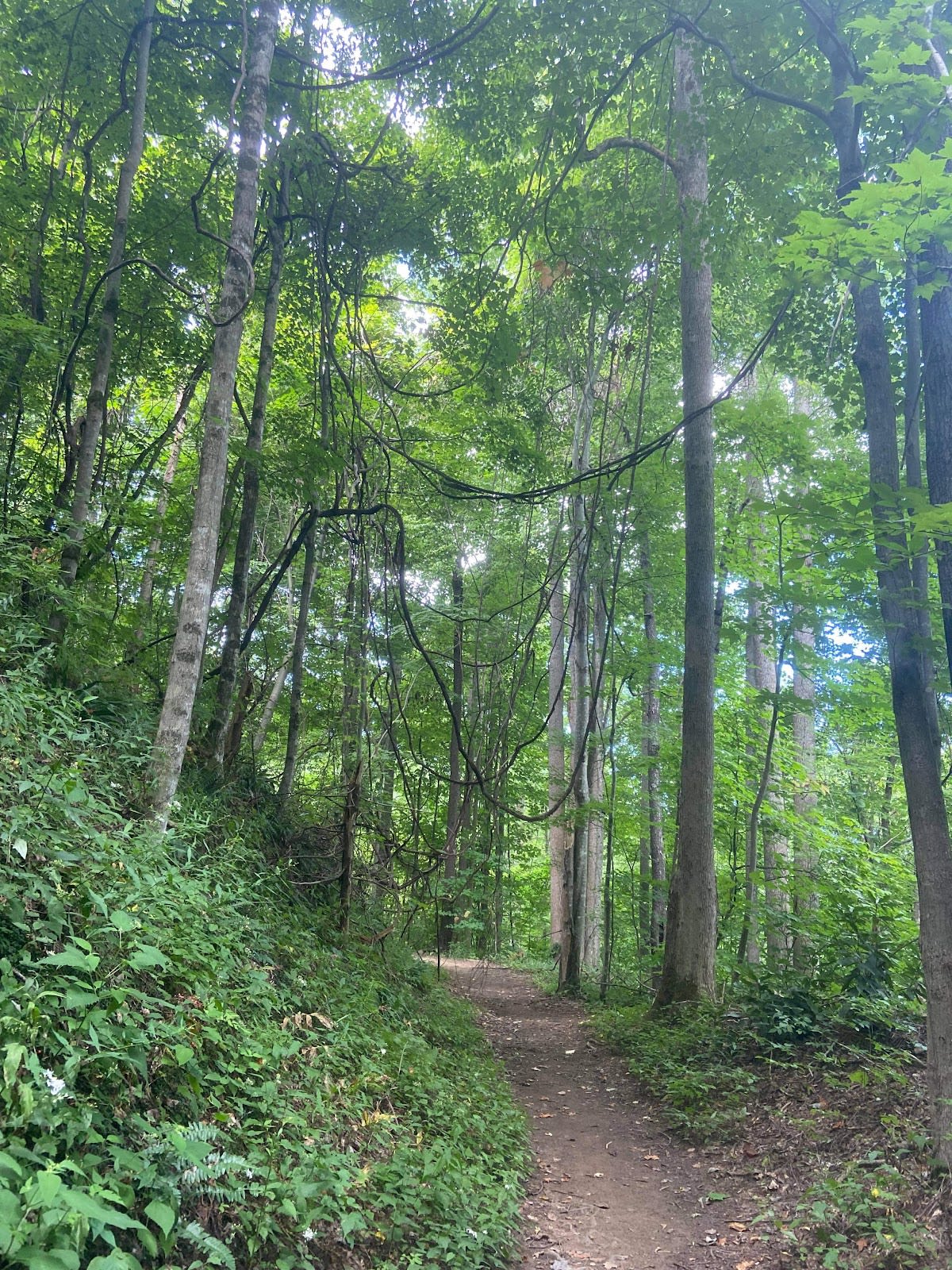 Cucumber Gap Loop Trail
