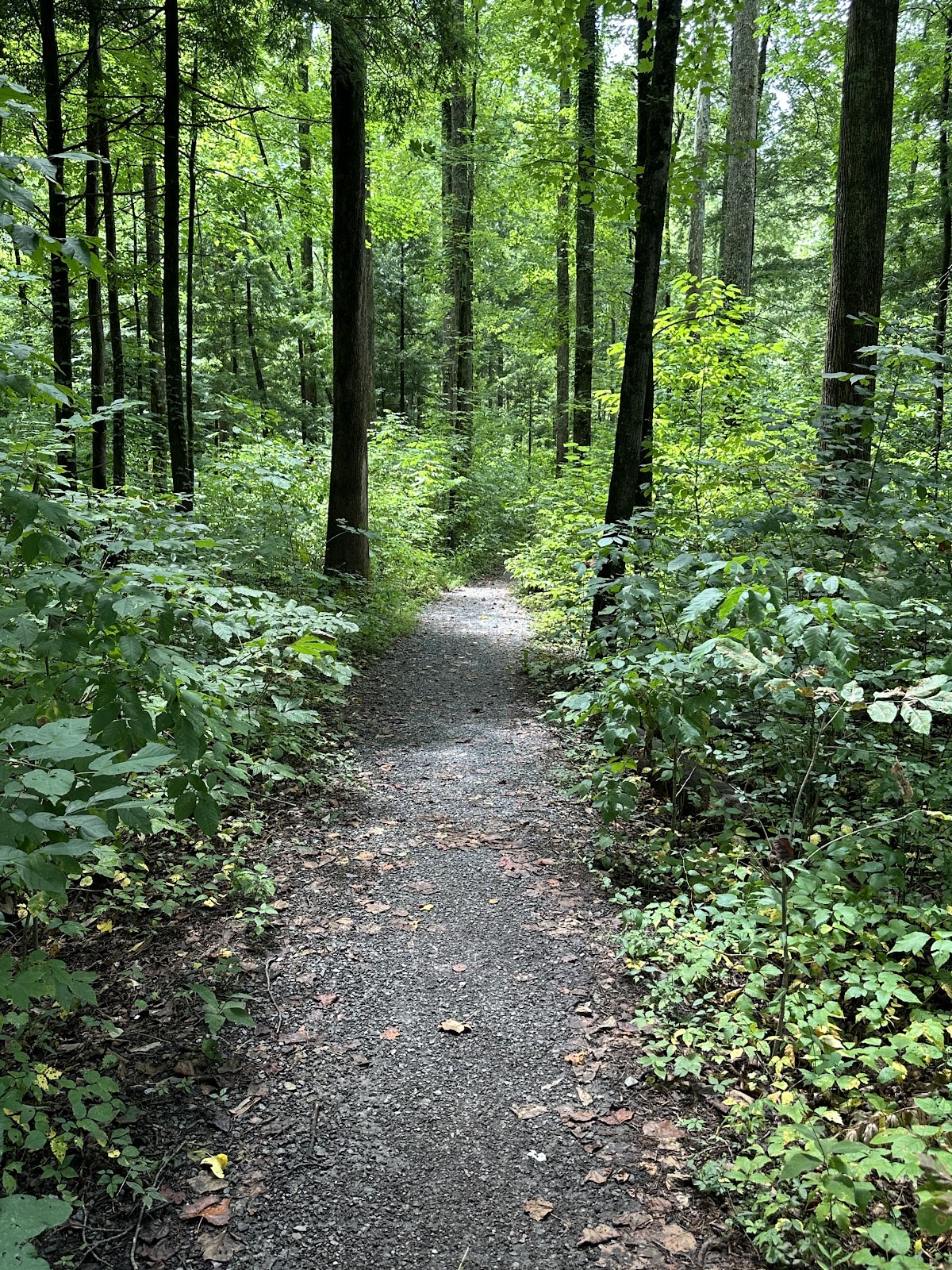 Gatlinburg Trail - ONLY Dog-Friendly Trail