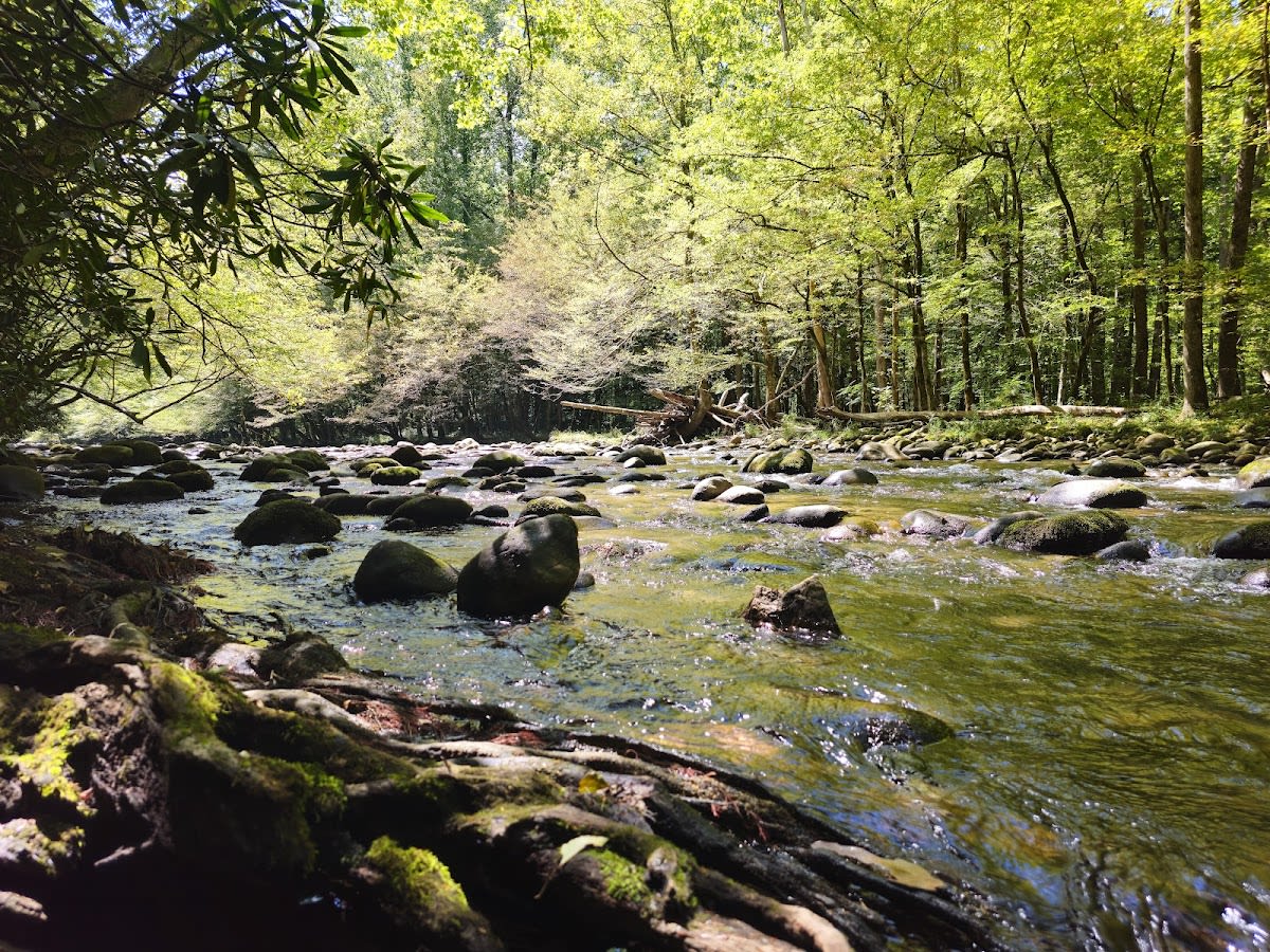 Gatlinburg Trail - ONLY Dog-Friendly Trail