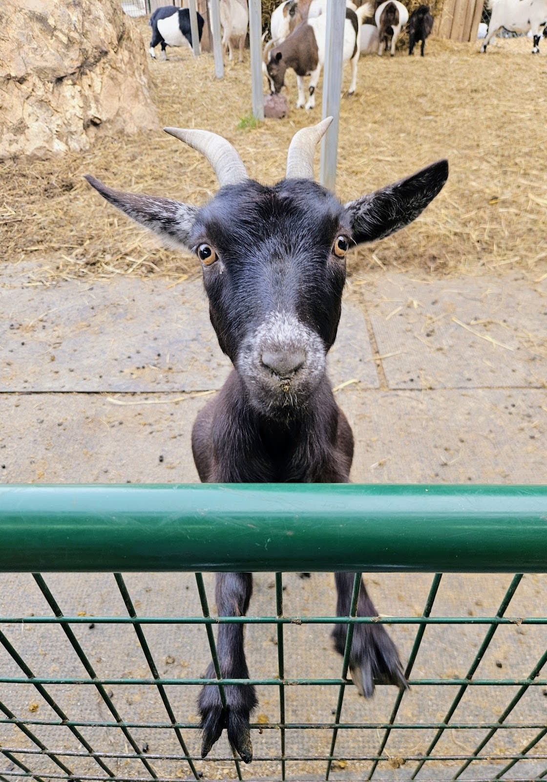 Goats on the Roof - Gem Mining