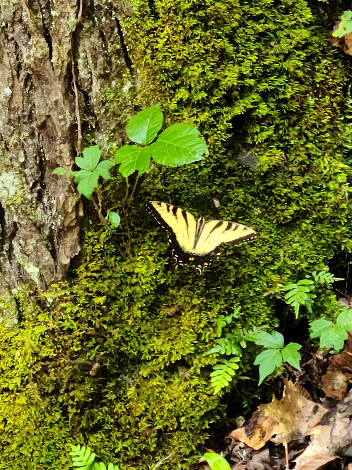 Grapeyard Ridge Trail