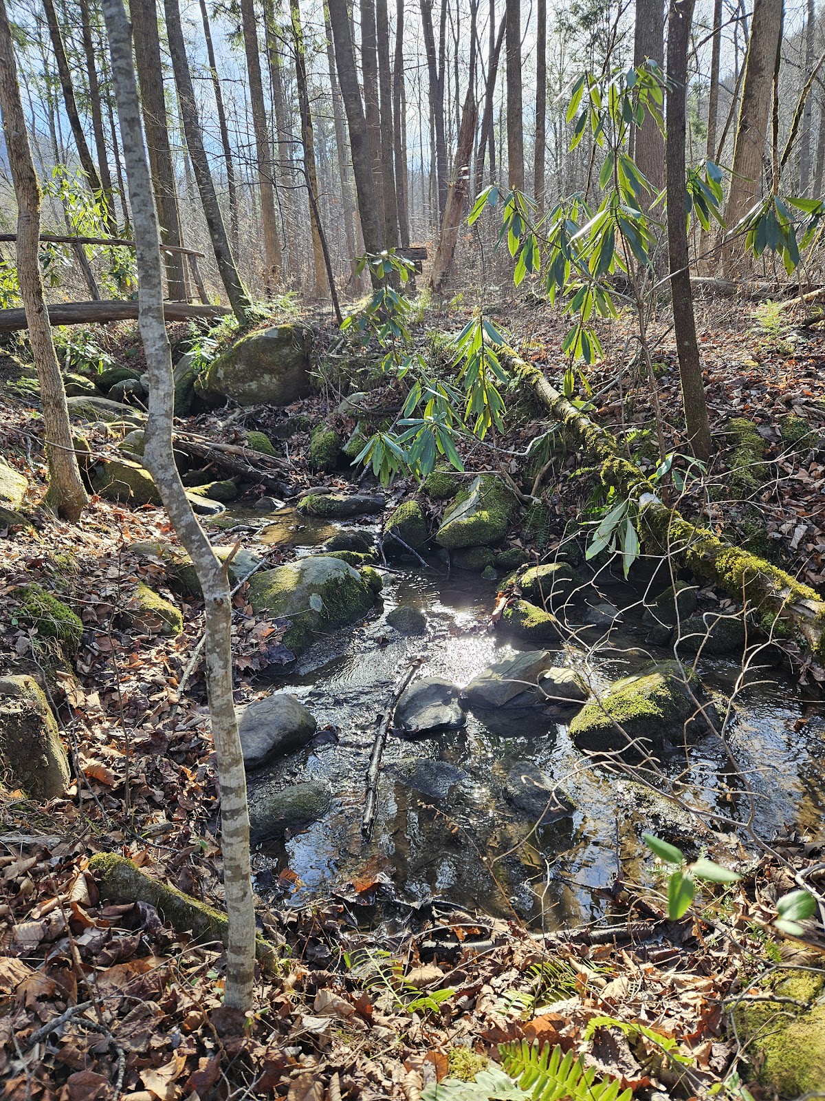Grassy Branch Trail