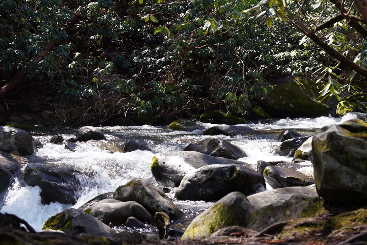 Greenbrier Ridge Trail