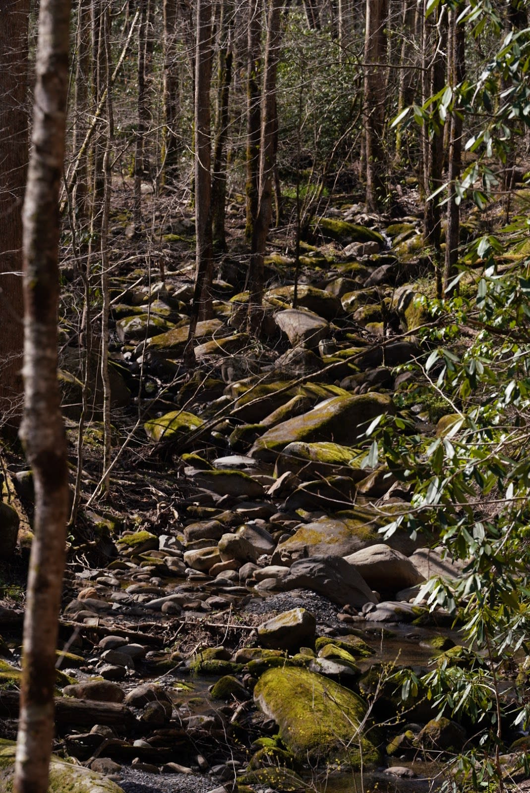 Greenbrier Ridge Trail