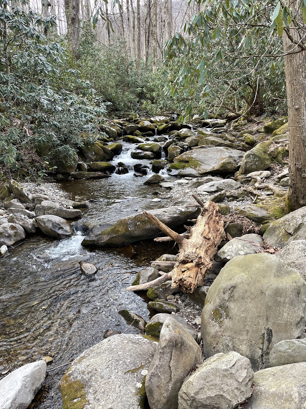 Hen Wallow Falls - 90 Feet!