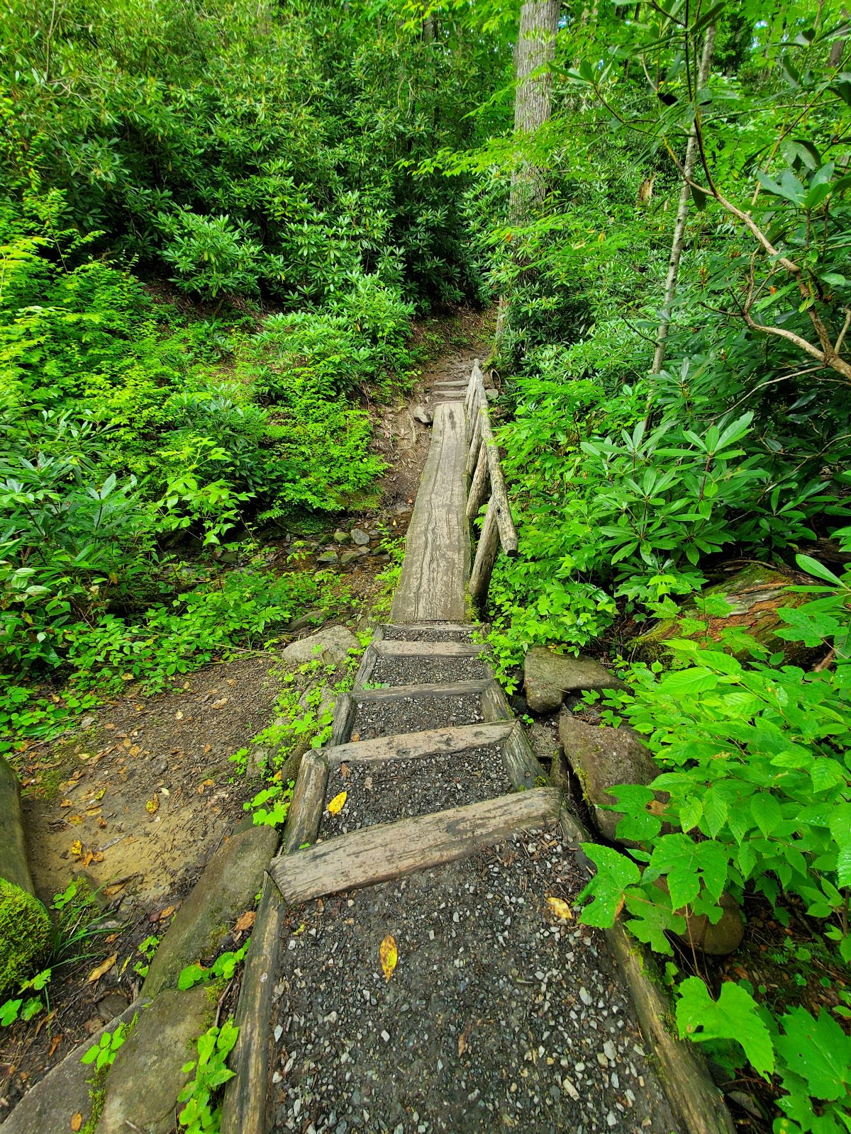 Hen Wallow Falls Trail
