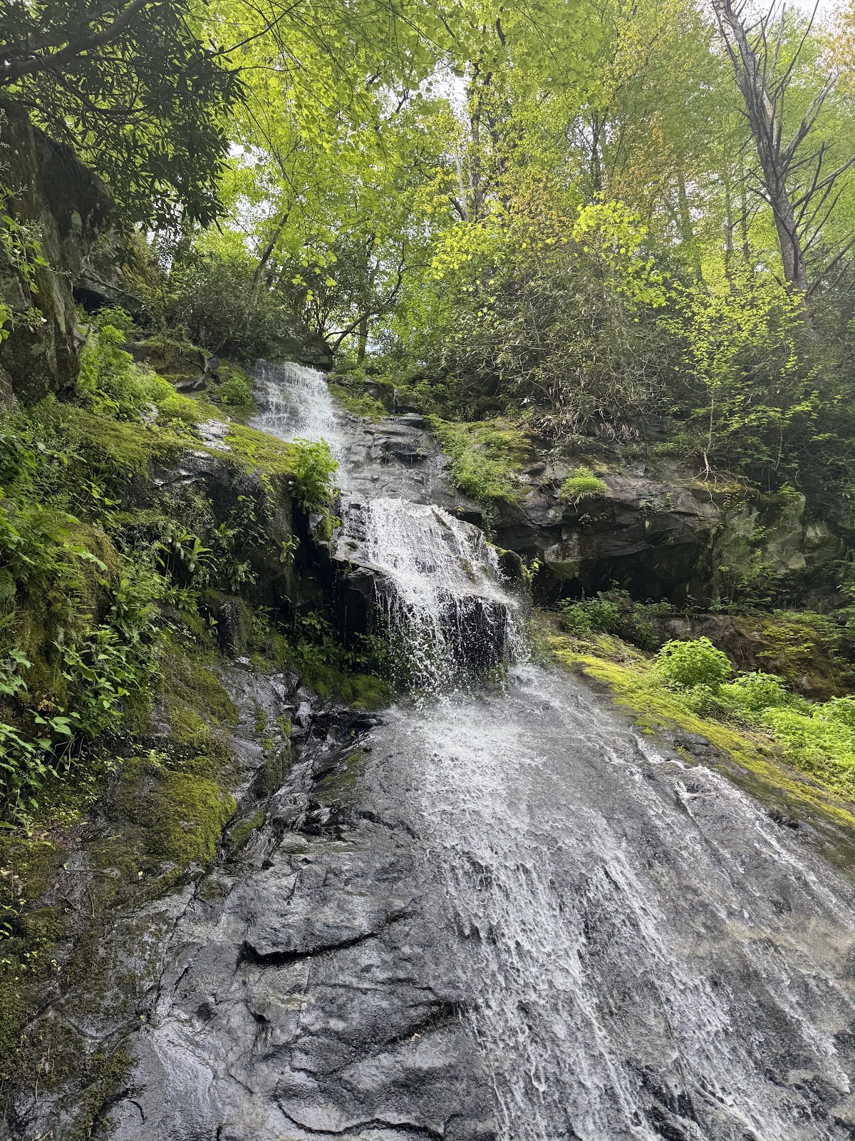 Hen Wallow Falls Trail