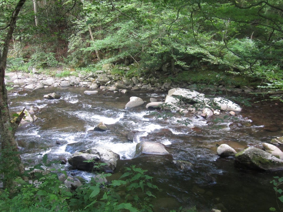 Junior Ranger Program - GSMNP