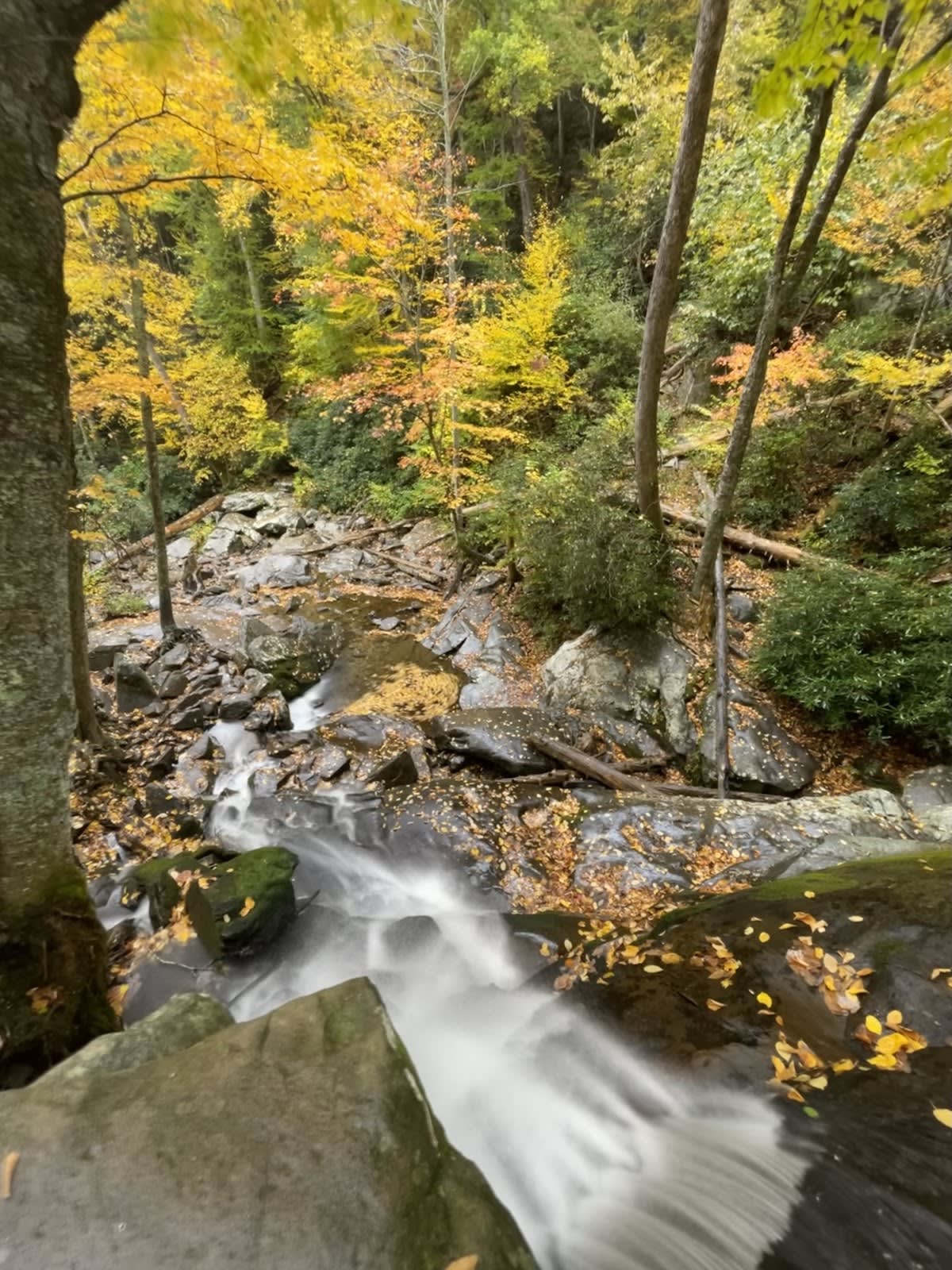 Laurel Falls Trail