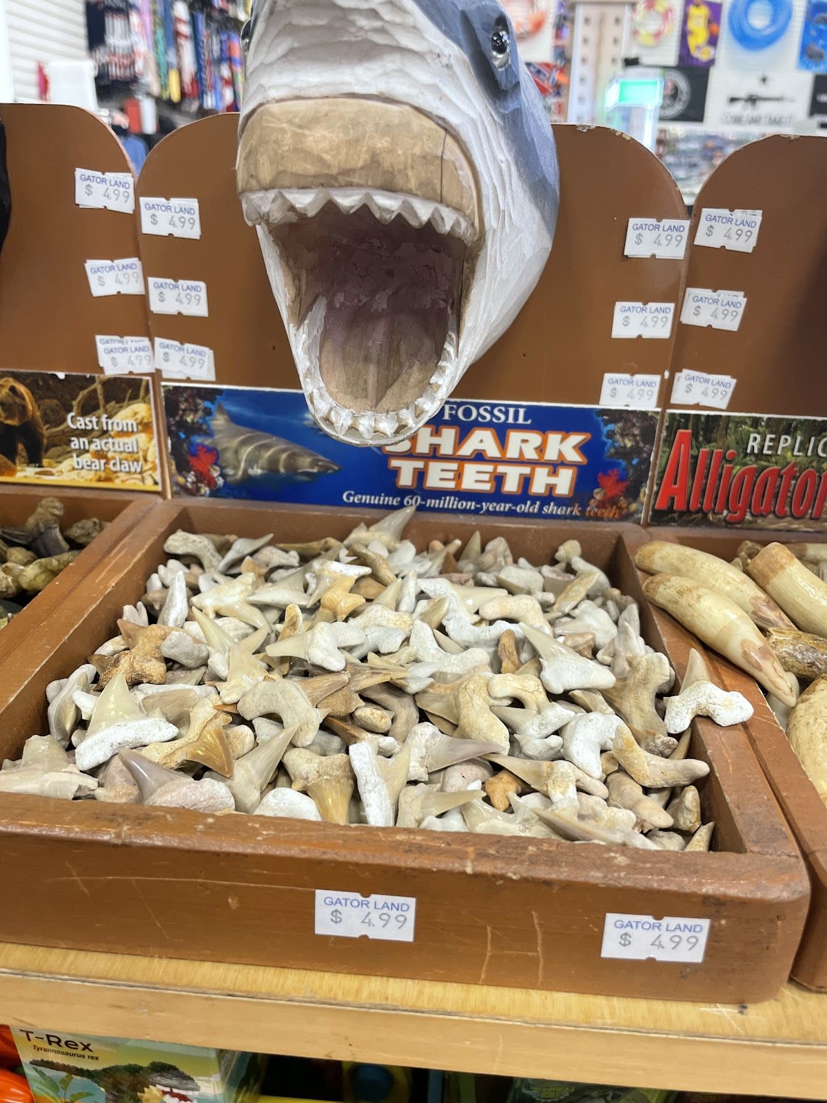 Live Alligators Souvenir Store