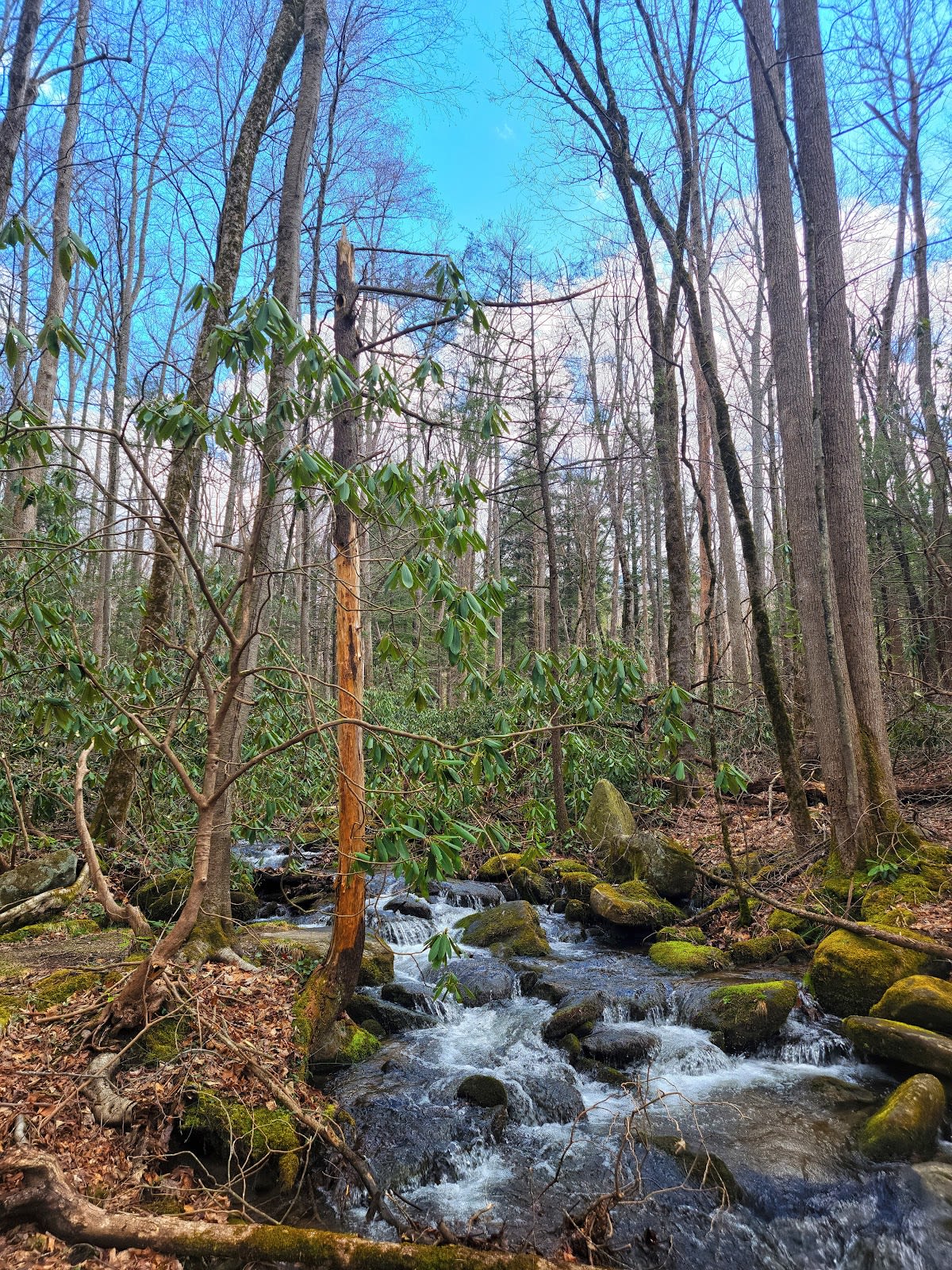 Noah Bud Ogle Nature Trail