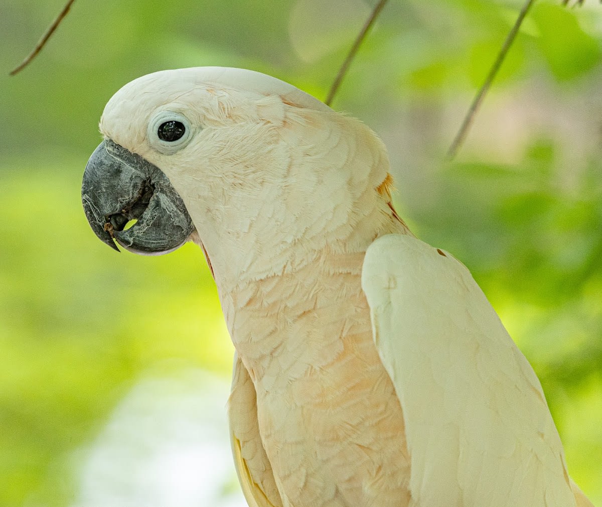 Parrot Mountain and Gardens
