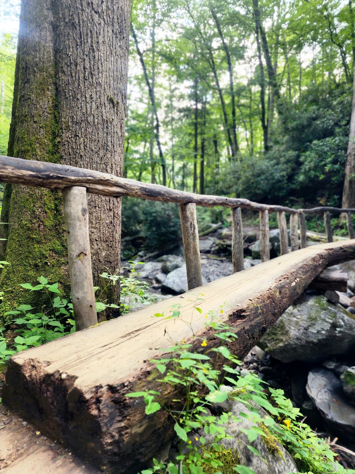 Ramsey Cascades - Tallest in Park!