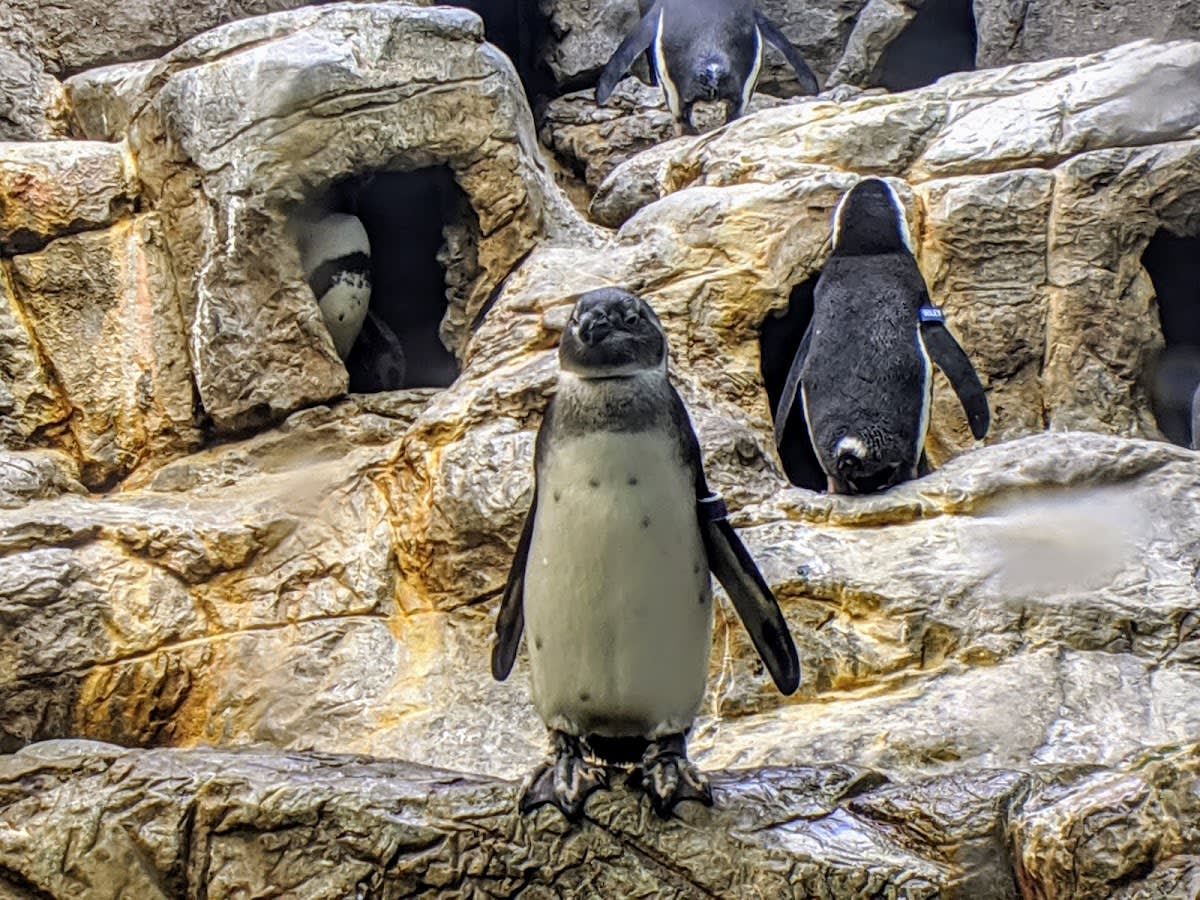 Ripley's Aquarium of the Smokies