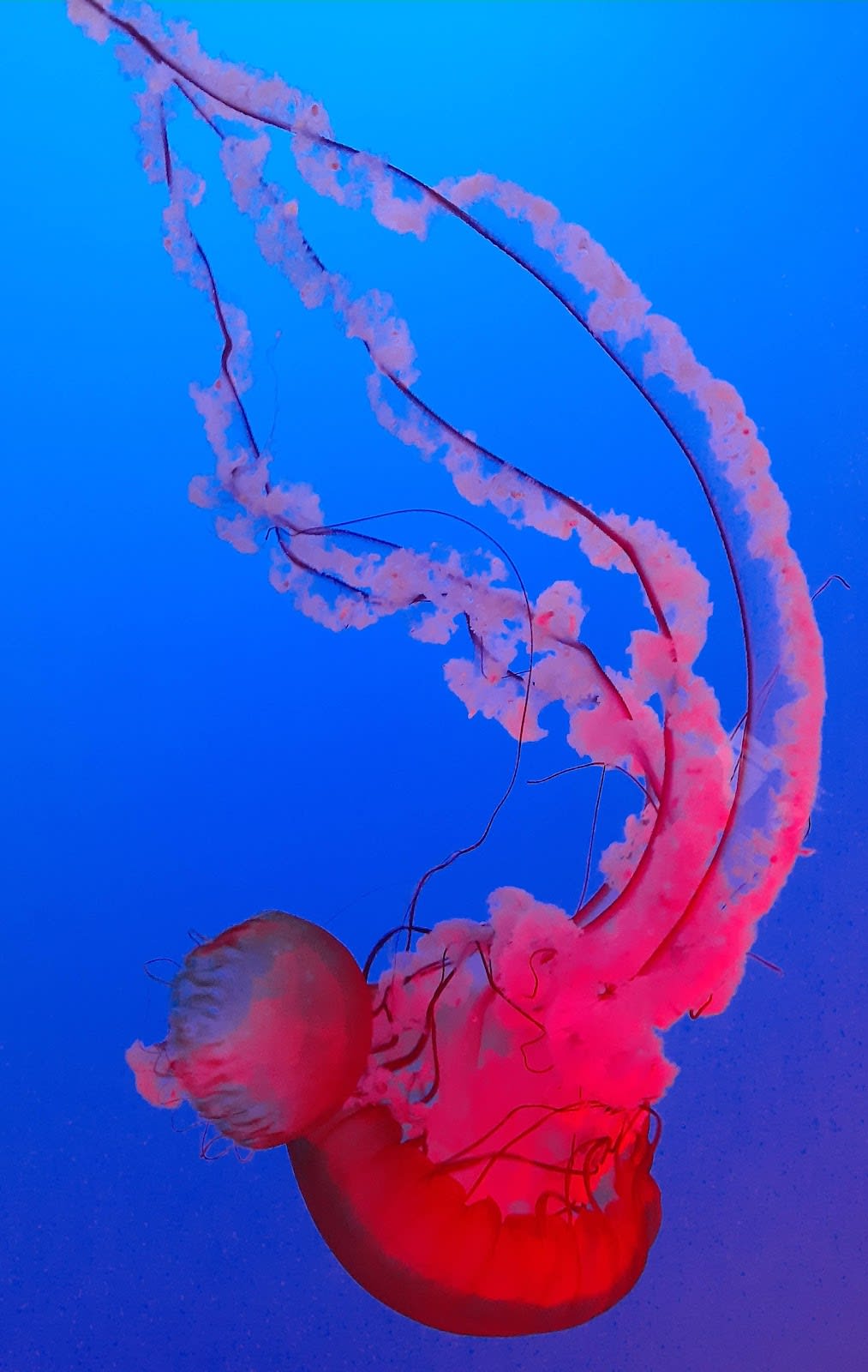 Ripley's Aquarium of the Smokies