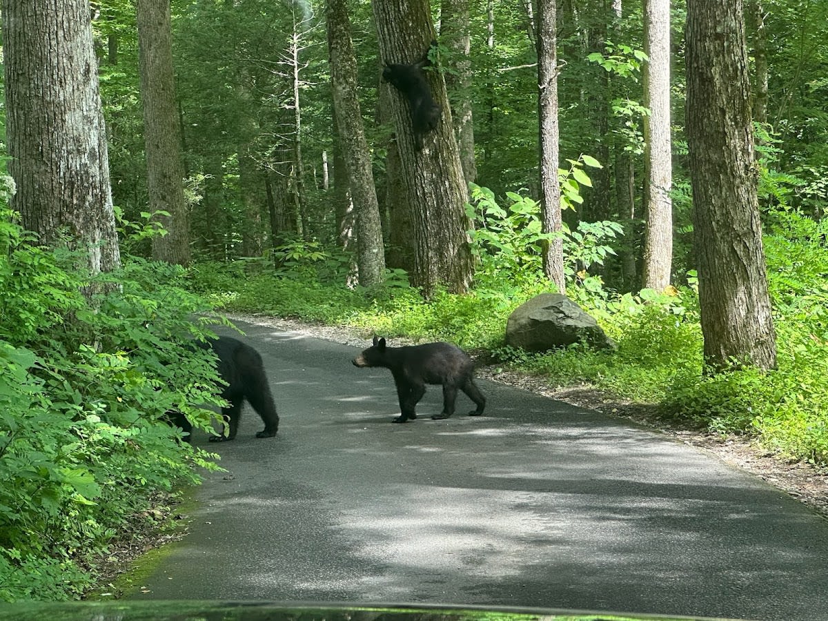 Roaring Fork Motor Nature Trail