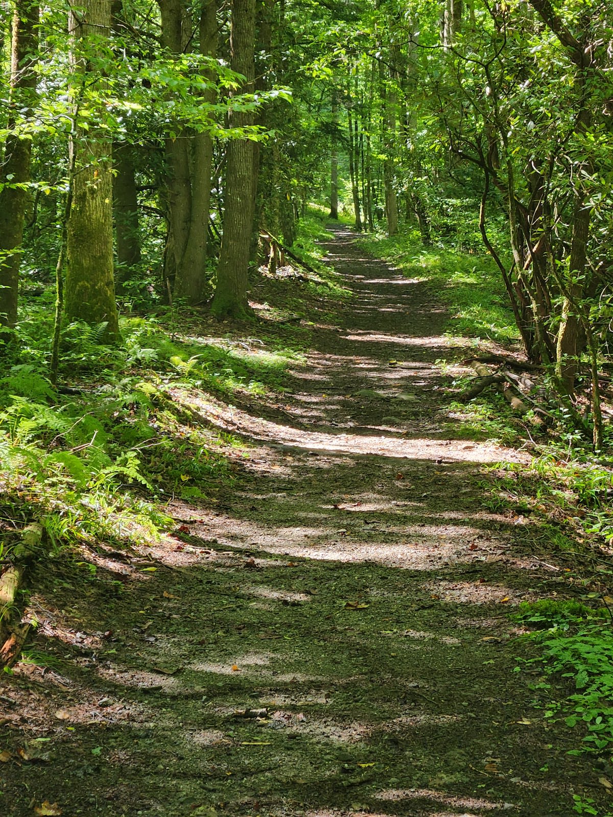 Rough Fork Trail