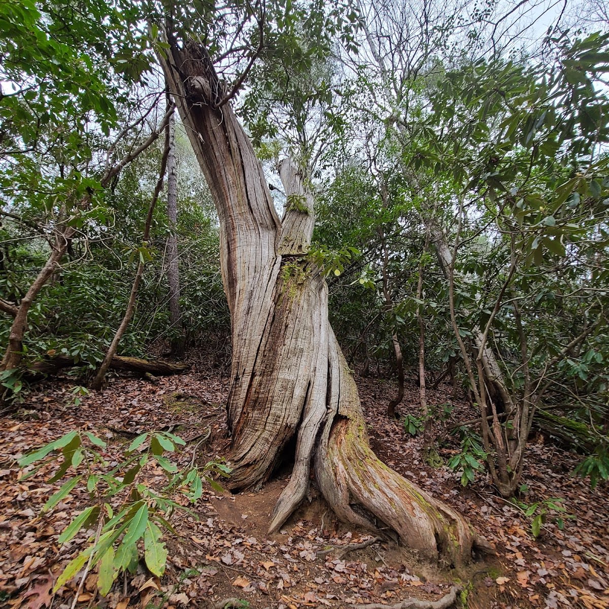 Smokemont Loop Trail