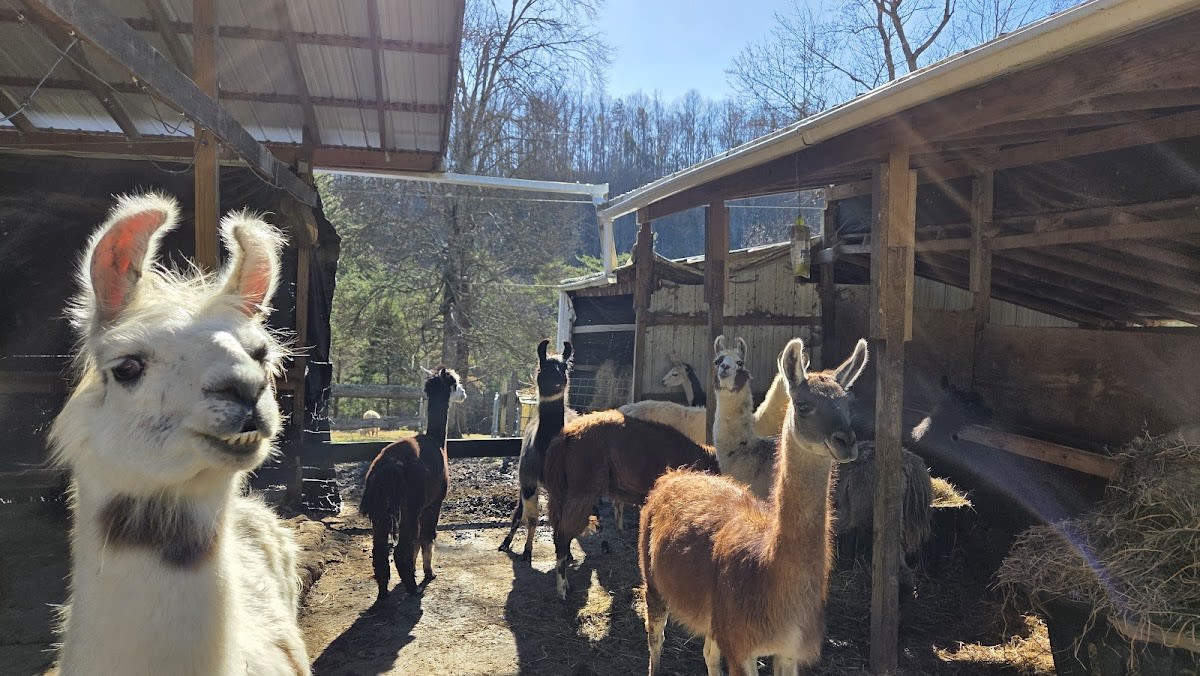 Smoky Mountain Llama Treks
