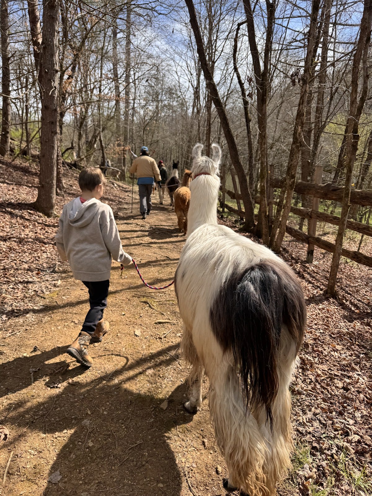 Smoky Mountain Llama Treks