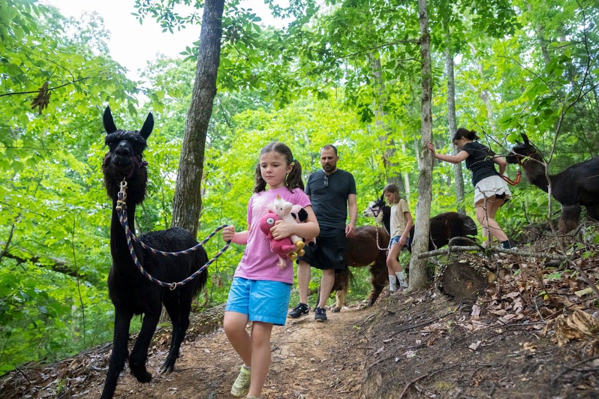 Smoky Mountain Llama Treks