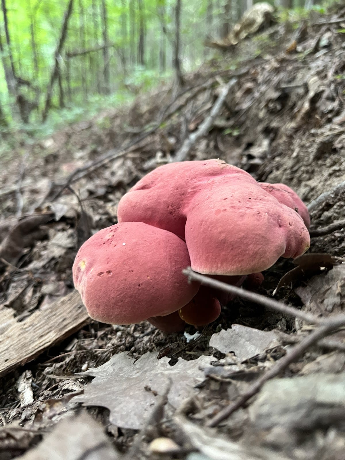 Spruce Flats Falls Trail