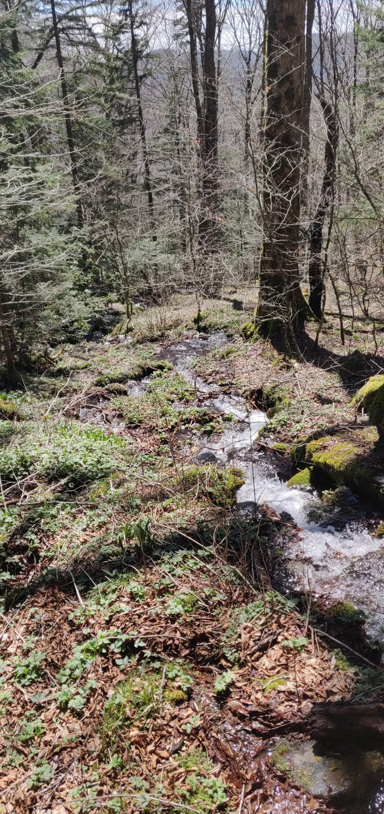 Sweat Heifer Creek Trail