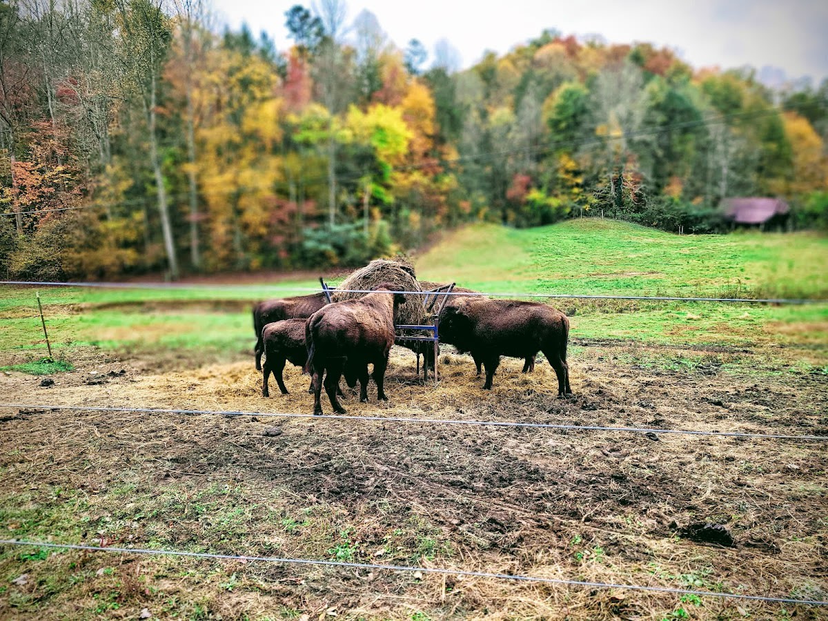 The Brown Buffalo Farm