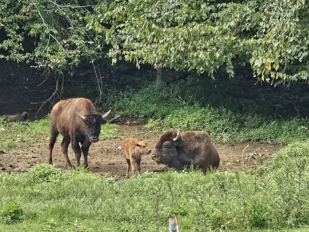 The Brown Buffalo Farm