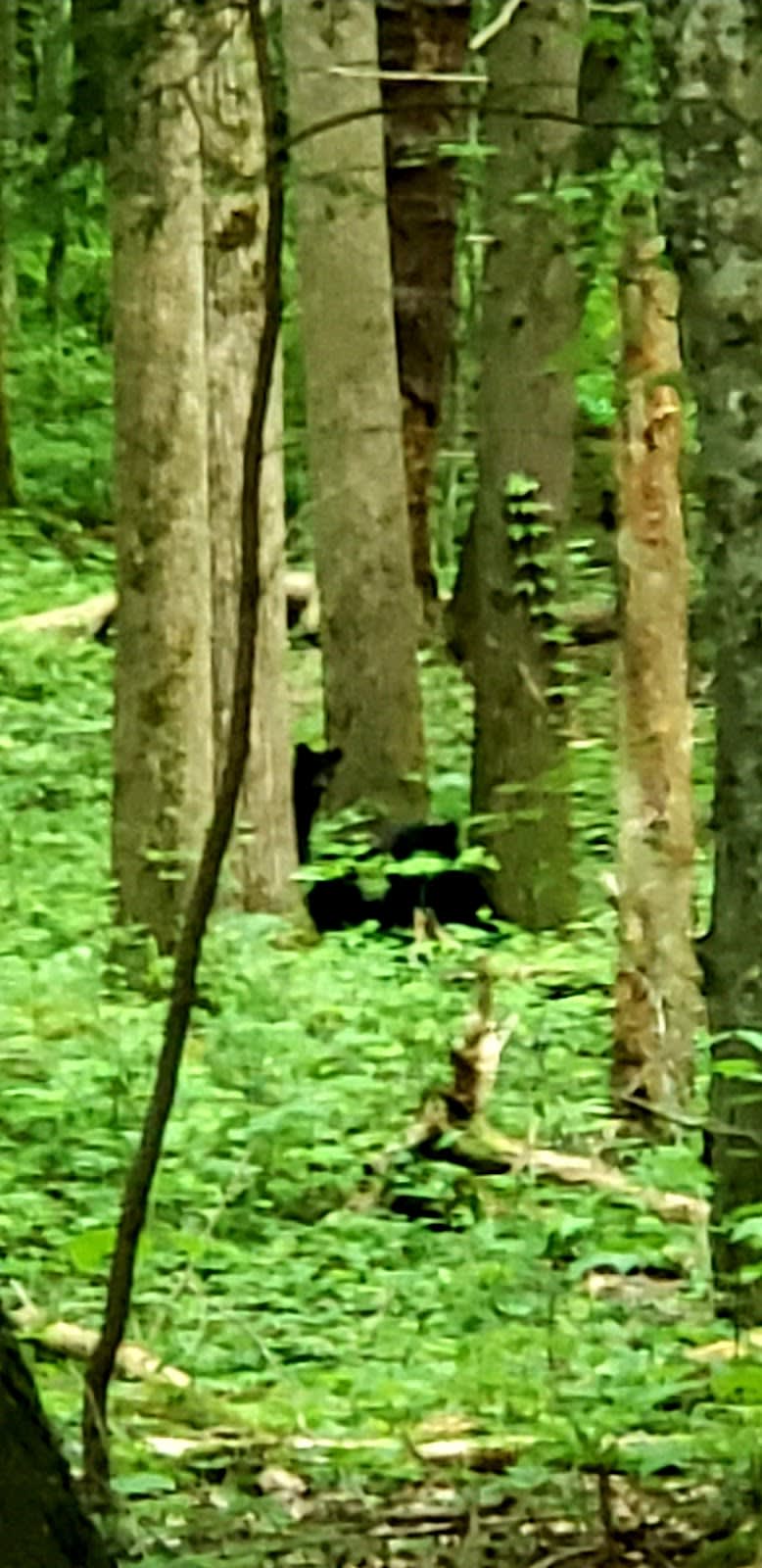 Turkeypen Ridge Trail