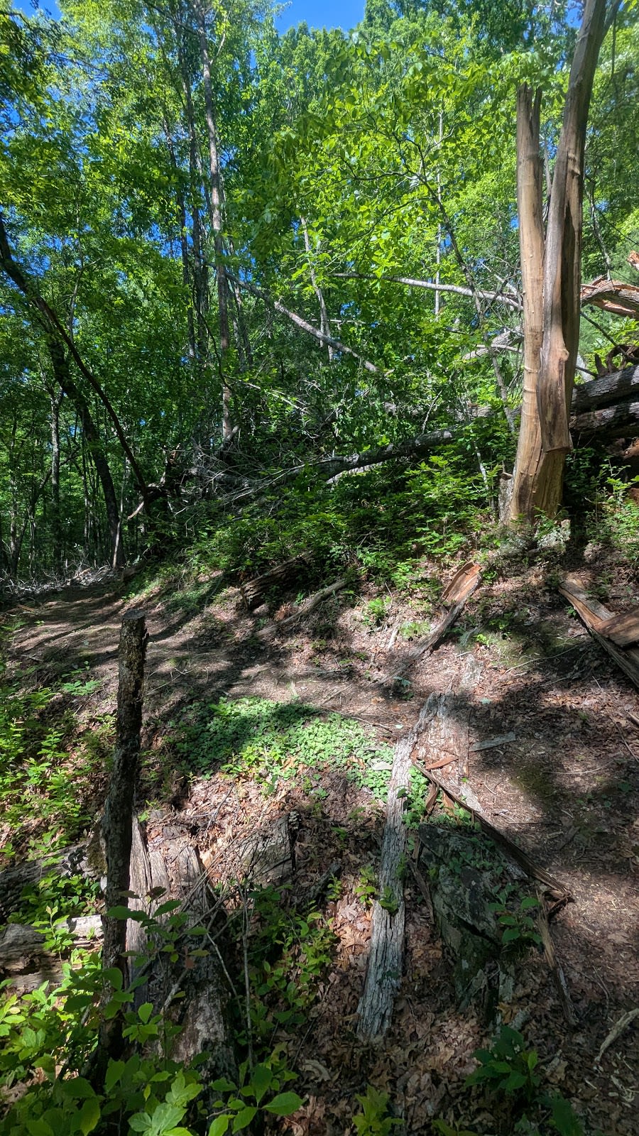 Twentymile Loop Trail