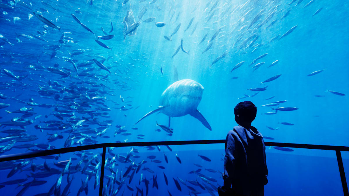 XPERIA: Ocean Journey