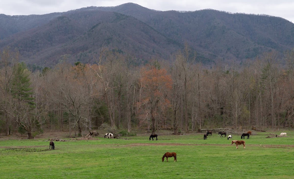 Cades Cove carriage rides