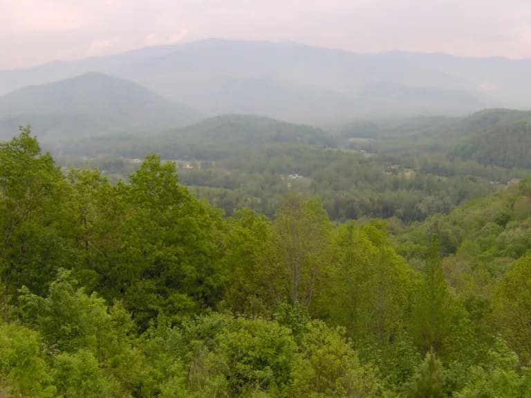 Greenbrier Cosby forest area