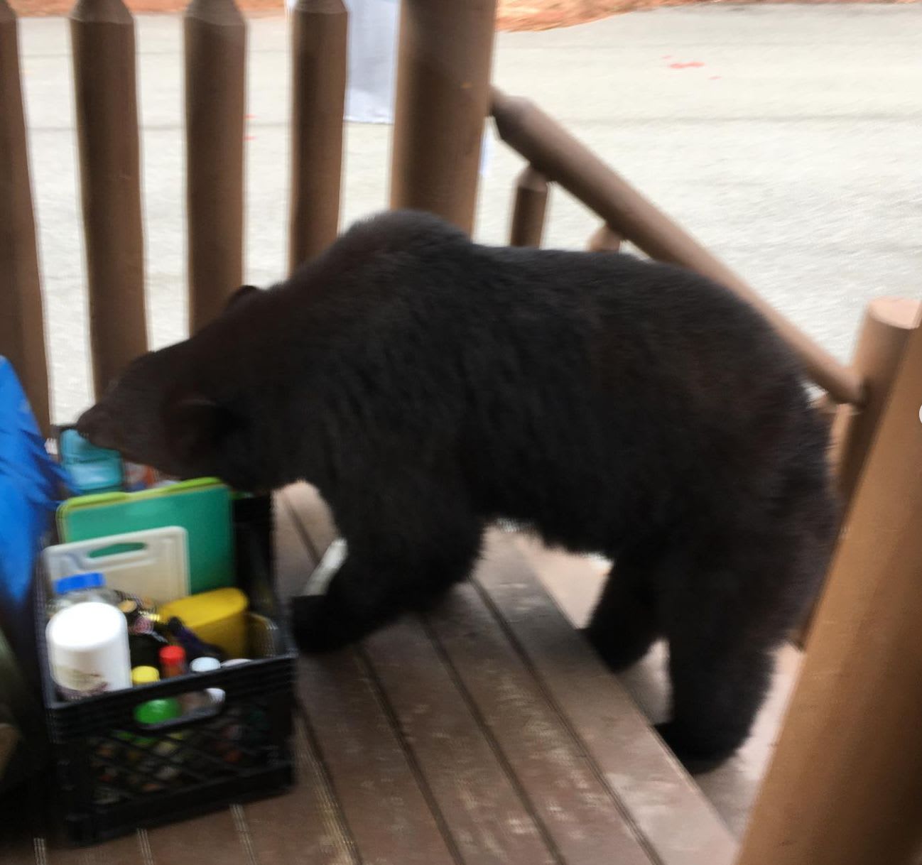 Black bear near groceries in the Smoky Mountains